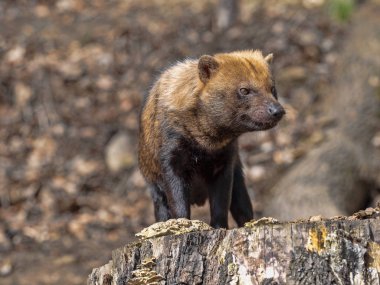 Bush köpek, Speothos venaticus, ağaç gövdesinde ayakta