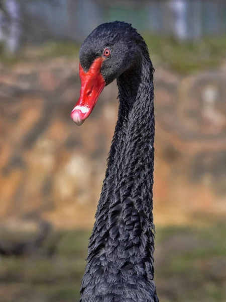 Siyah Kuğu, kuğu atratus kırmızı gagası ile portresi — Stok fotoğraf