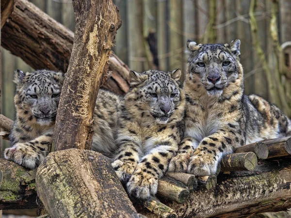 Leopardo de neve fêmea, Uncia onça, com pintinho subadulto — Fotografia de Stock