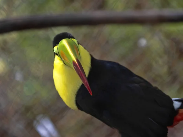Рахунок виставляється Кіль toucane, Ramphastos sulfuratus, має великі барвисто кольорові дзьоб, Гватемала — стокове фото