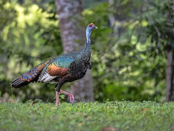 Άγρια Ocellated Τουρκία, Μελεαγρίς ocellata, είναι λαμπρά χρωματισμένο, Γουατεμάλα — Φωτογραφία Αρχείου