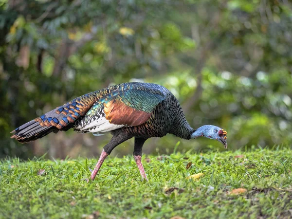 Άγρια Ocellated Τουρκία, Μελεαγρίς ocellata, είναι λαμπρά χρωματισμένο, Γουατεμάλα — Φωτογραφία Αρχείου