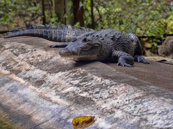 Morelet의 악어, Crocodylus moreletii, 중앙 아메리카, 과테말라의 숲 강에 서식 — 스톡 사진