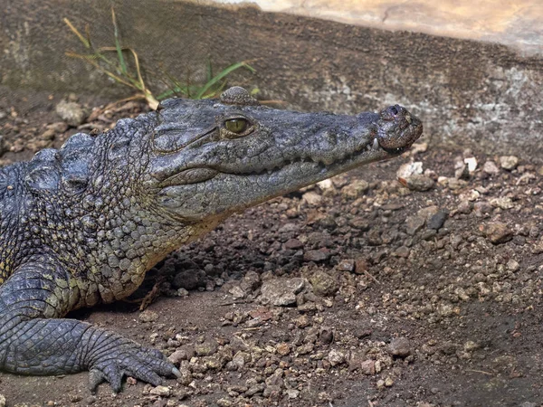 Crocodilo de Morelet, Crocodylus moreletii, habita os rios florestais da América Central, Guatemala — Fotografia de Stock