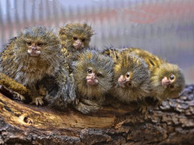 Yavrularını, Pigme marmoset, Callithrix pygmaea niveiventris memnun aile,