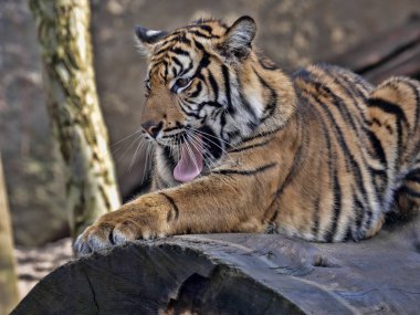 Gövde ve yawns yatan genç kadın Sumatra kaplanı Panthera tigris sumatrae