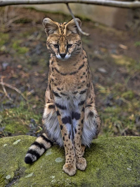 Serval, Leptailurus serval, assis sur un rocher observant les environs — Photo