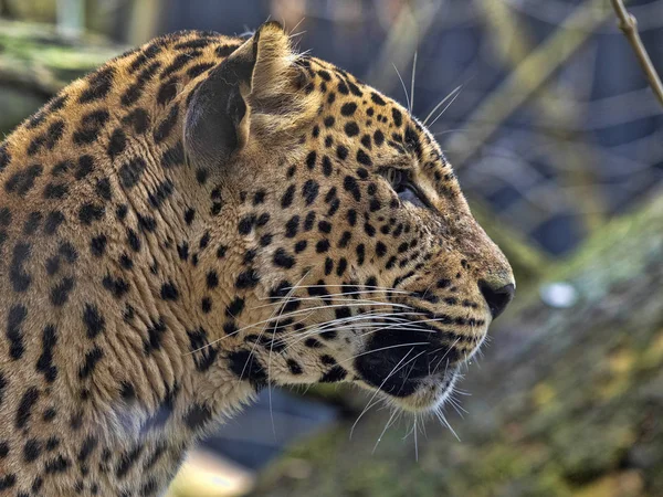 Портрет персидского леопарда, Panthera pardus saxicolor — стоковое фото
