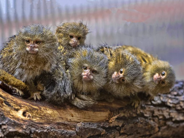 Ικανοποιημένοι οικογένεια με cubs, Pygmy marmoset, Callithrix pygmaea niveiventris, — Φωτογραφία Αρχείου
