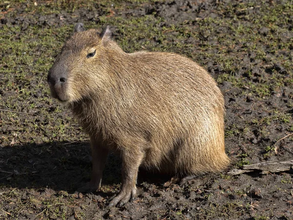 Самый большой грызун, Capybara, Hydrochoerus hydrochaeris — стоковое фото