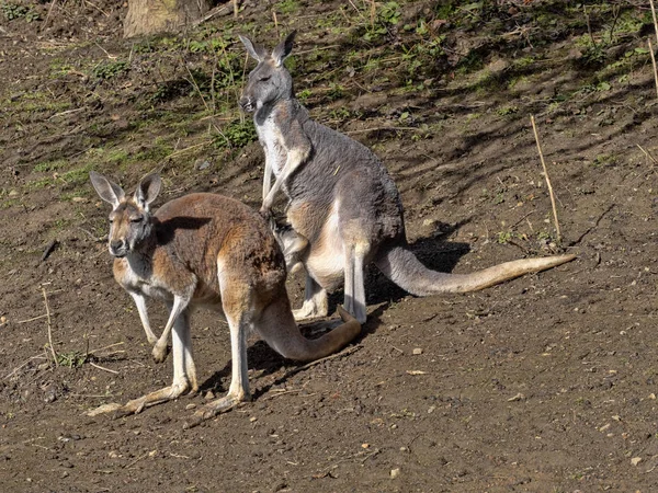 Weibliches rotes Känguru, megaleia rufa, mit ihrem Baby in der Tasche — Stockfoto