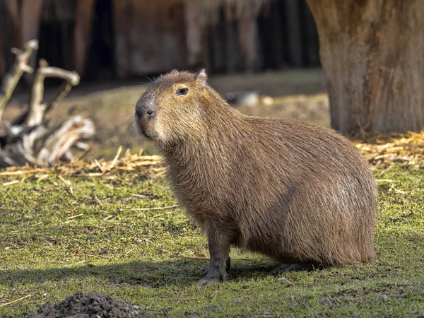 Самый большой грызун, Capybara, Hydrochoerus hydrochaeris — стоковое фото