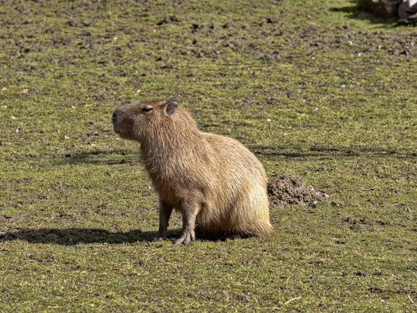 Największy gryzoń, Kapibara, Hydrochoerus hydrochaeris — Zdjęcie stockowe