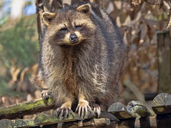 American raccoon, Procyon lotor, watching around — Stock Photo, Image