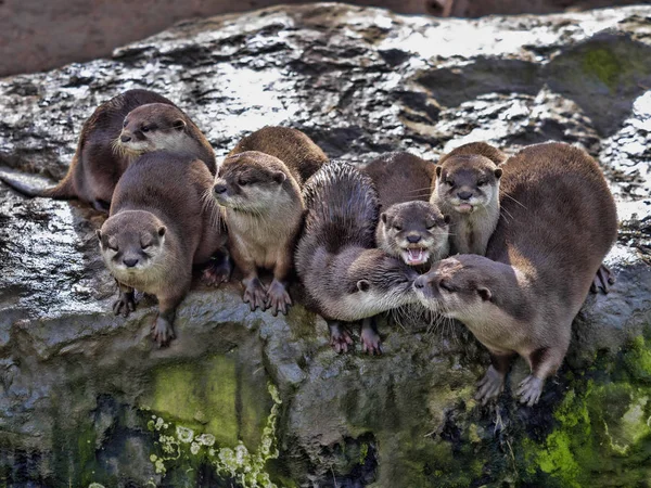 A família briguenta, lontra oriental de garras pequenas, Amblonyx cinerea, é muito barulhenta — Fotografia de Stock