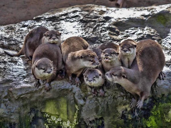 De Radclyffe familie, Oosterse kleine-klauwde otter, Amblonyx cinerea, is zeer luidruchtig — Stockfoto