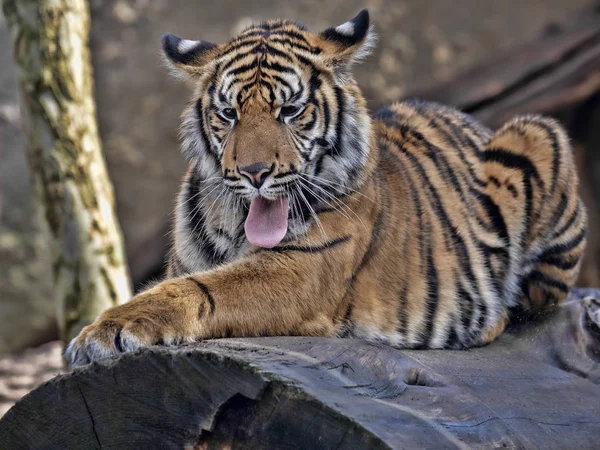 Joven hembra Sumatra Tigre Panthera tigris sumatrae, acostada sobre tronco y bostezos —  Fotos de Stock