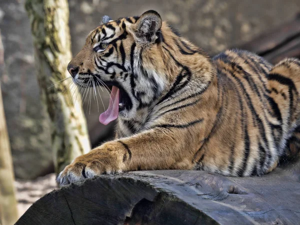 Young female Sumatran Tiger Panthera tigris sumatrae, lying on trunk and yawns — Stock Photo, Image