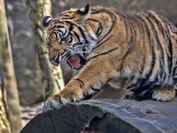 Young female Sumatran Tiger Panthera tigris sumatrae, lying on trunk and yawns — Stock Photo, Image