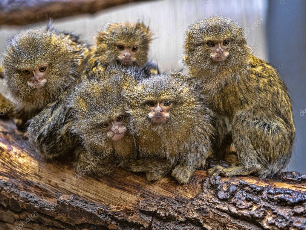 jirousek.zoo-foto.cz