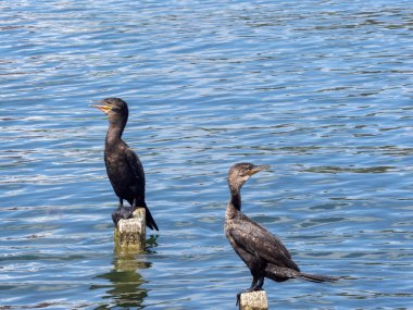 Göle, Guatemala Stilts oturan Neotropic, karabatak Phalacrocorax brasilianus 