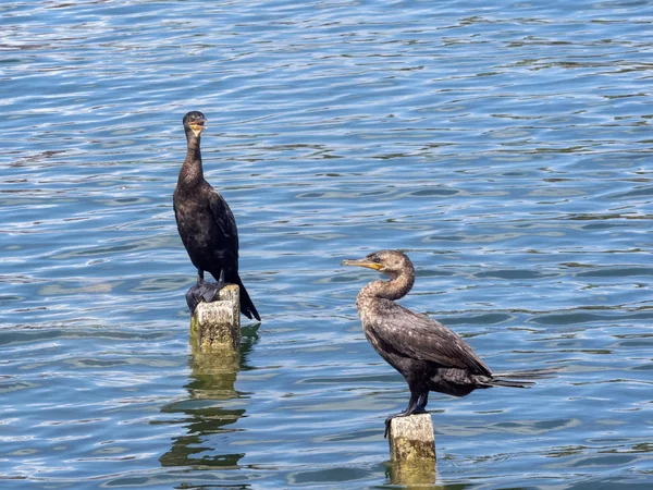 Cormorán neotrópico, Phalacrocorax brasilianus, sentado sobre pilotes en un lago, Guatemala — Foto de Stock