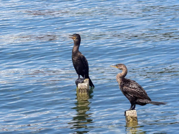 Неотропный баклан, Phalacrocorax brasilianus, сидит на ходулях в озере, Гватемала — стоковое фото