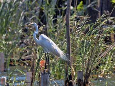 Büyük beyaz ak balıkçıl, Egretta alba, Rio Dulce, Guatemala
