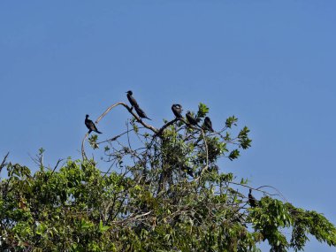 Neotropic, karabatak Phalacrocorax brasilianus, Rio Dulce, Guatemala üzerinde