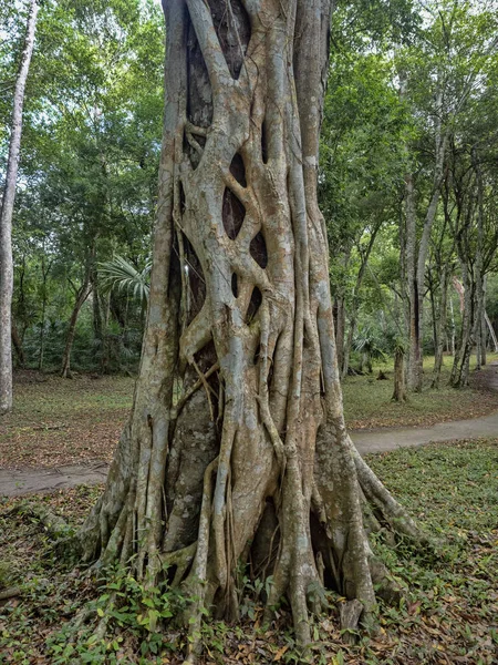 Yaxha Nakum Naranjo nationalpark, Maya arkeologiska Monument, Guatemala — Stockfoto