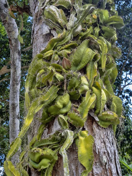 Cactus epífitas en el tronco, guatemala —  Fotos de Stock