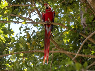 Scarlet Amerika papağanı, Ara macao, Copan Milli Parkı, Honduras bol