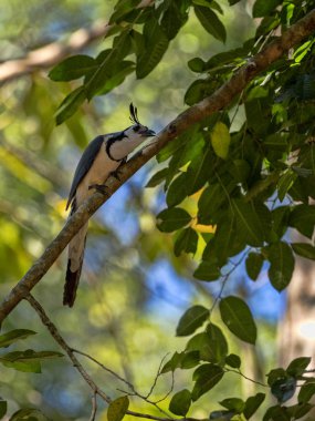 Kara gerdanlı calocitta, Calocitta colliei, bir yüksek sesle çekici, Honduras kuştur