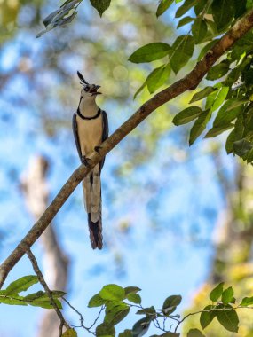 Kara gerdanlı calocitta, Calocitta colliei, bir yüksek sesle çekici, Honduras kuştur