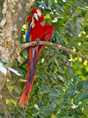 Scarlet Amerika papağanı, Ara macao, Copan Milli Parkı, Honduras bol