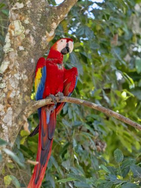 Scarlet Amerika papağanı, Ara macao, Copan Milli Parkı, Honduras bol