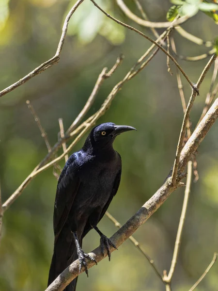 Brown Jay, Psilorhinus morio, är vanligt i Centralamerika, Honduras — Stockfoto
