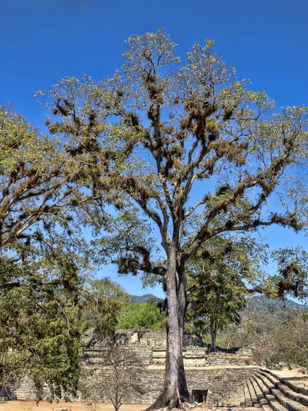 Träd täckta med bromelias av släktet Tillandsia, Honduras — Stockfoto