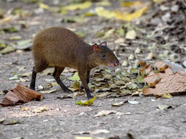 Central American agouti, Dasyprocta punctata, procurando comida, Honduras — Fotografia de Stock