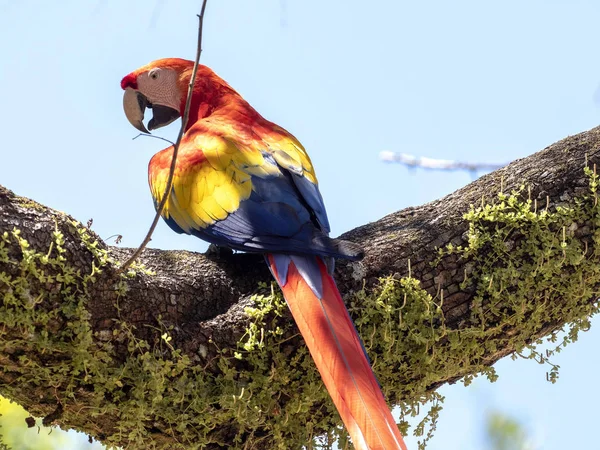 Scarlet Macaw, Ara Macau, é abundante no Parque Nacional de Copan, Honduras — Fotografia de Stock