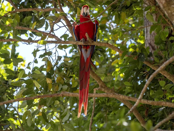 Ara papagáj, Ara Makaó, gazdag Copan Nemzeti Park, Honduras — Stock Fotó