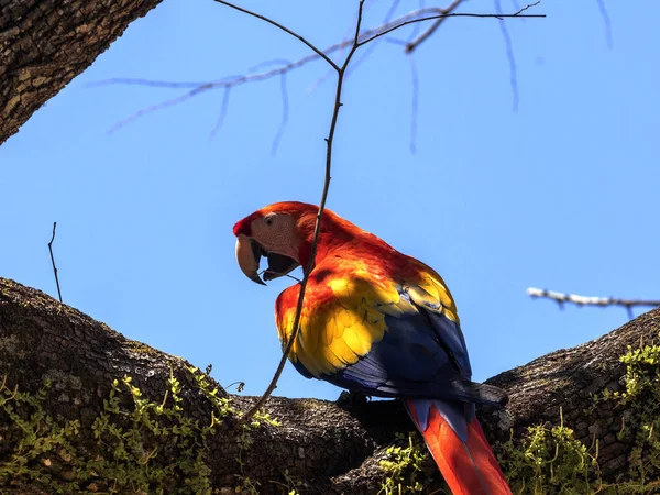 Scarlet Macaw, Ara Macau, é abundante no Parque Nacional de Copan, Honduras — Fotografia de Stock