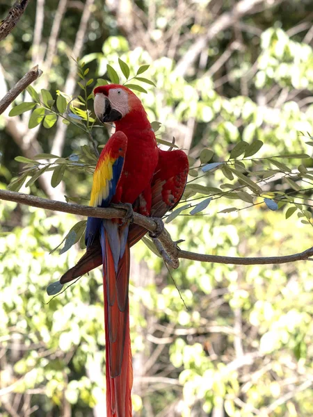 Scarlet Macaw, Ara Macau, é abundante no Parque Nacional de Copan, Honduras — Fotografia de Stock