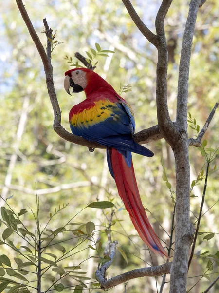 Scarlet Macaw, Ara Macau, é abundante no Parque Nacional de Copan, Honduras — Fotografia de Stock