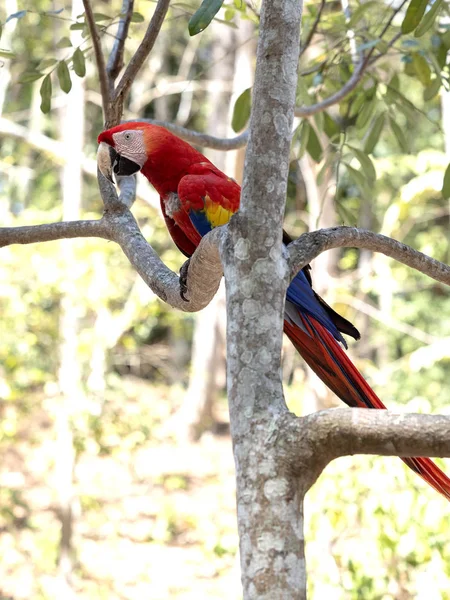 Scarlet Macaw, Ara Macau, é abundante no Parque Nacional de Copan, Honduras — Fotografia de Stock