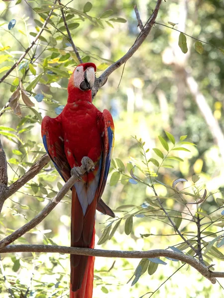 Scarlet Macaw, Ara macao, est abondante dans le parc national de Copan, Honduras — Photo