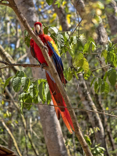 Scarlet Macaw, Ara Macau, é abundante no Parque Nacional de Copan, Honduras — Fotografia de Stock