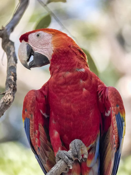 Scarlet Macaw, Ara Macau, é abundante no Parque Nacional de Copan, Honduras — Fotografia de Stock