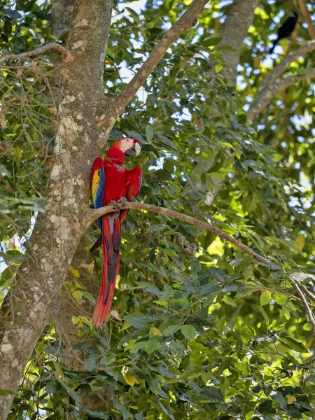 Scarlet Macaw, Ara Macau, é abundante no Parque Nacional de Copan, Honduras — Fotografia de Stock