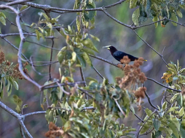 Kastanienkopf oropendola, Psarocolius wagleri, webt an Bäumen ovales Nest, salvador — Stockfoto